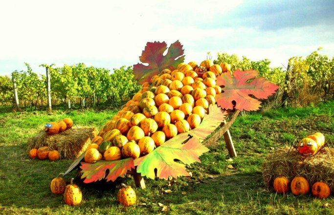 Prachtvolle Kürbisdekorationen in der Kellergasse Maulavern, © Ludwig Fiedler Prachtvolle Kürbisdekorationen in der Kellergasse Maulavern, © Ludwig Fiedler