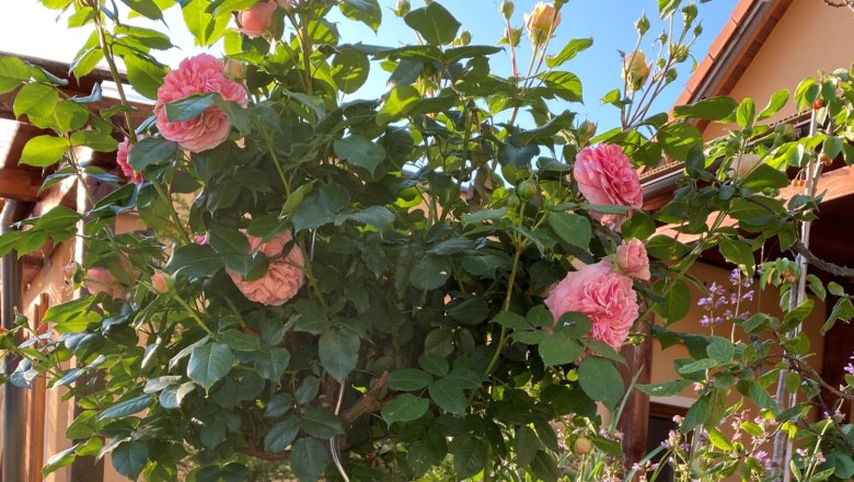 Rose dreams, © Michaela Wannemacher A blooming garden with pink roses and purple flowers in front of a house.