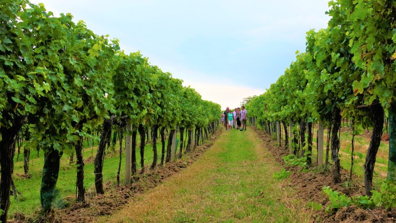 Vineyards in the Retzer Land, © Weingut Studeny People walk through vineyards in Retzer Land.