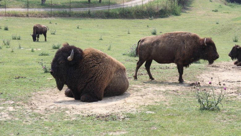 Bison Gehege, © Josef Stefan Bisons in einem Gehege auf einer Wiese.