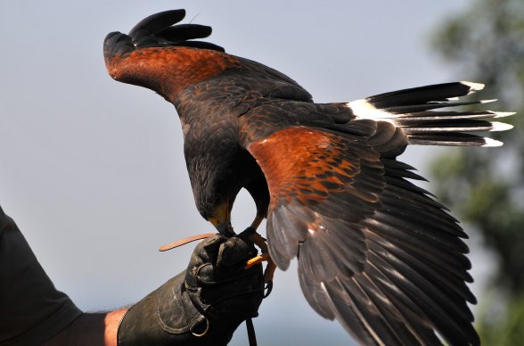 Adlerwarte Kreuzenstein, © Weinviertel Tourismus / Mandl Adlerwarte Kreuzenstein, © Weinviertel Tourismus / Mandl