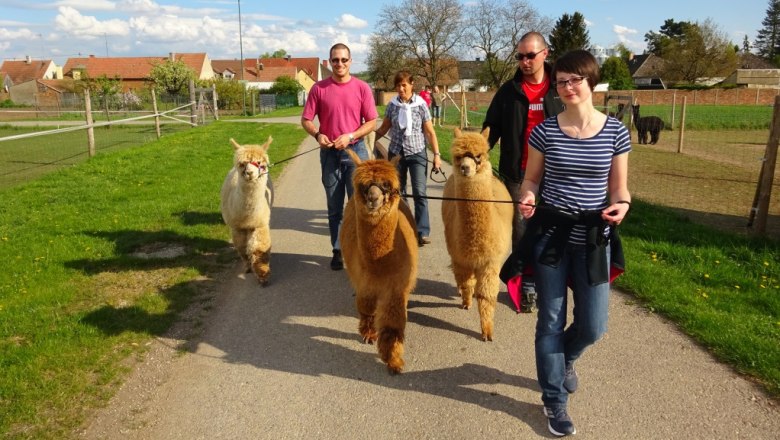 Spaziergang, © Weinviertel Alpaka Spaziergang, © Weinviertel Alpaka