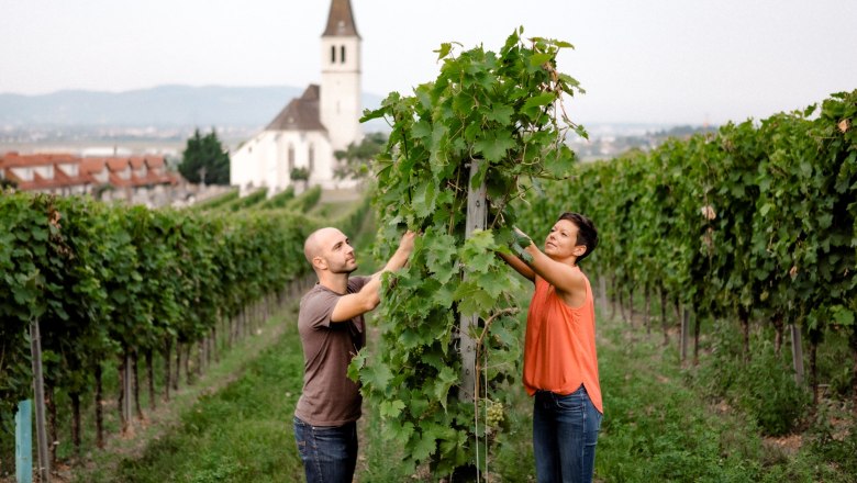 Weingut Jatschka, © Astrid Bartl Zwei Personen arbeiten in einem Weinberg mit einer Kirche im Hintergrund.