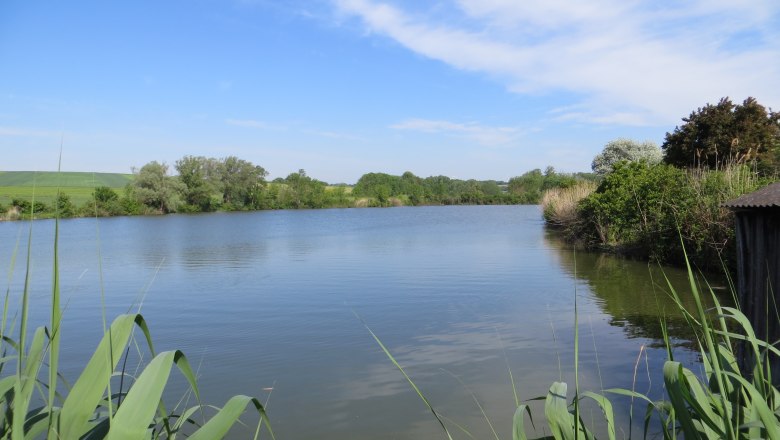 Teichlandschaft, © Urani Ein ruhiger See mit Schilf im Vordergrund und Bäumen im Hintergrund unter blauem Himmel.