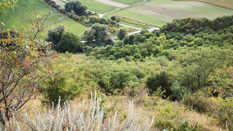 Oberschoderlee Blaue Wand Hornmelde, © Gemeinde Stronsdorf Landschaft mit Hügeln, Feldern und Sträuchern im Vordergrund.