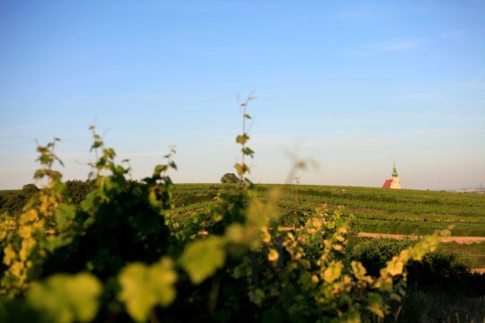 Weite Landschaft, © Weinviertel Tourismus / Wurnig Weite Landschaft, © Weinviertel Tourismus / Wurnig