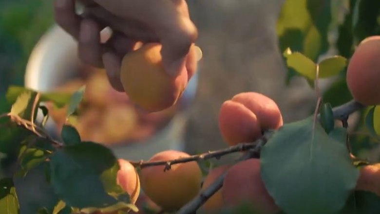 Genussvoller Sommer im Weinviertel Genussvoller Sommer im Weinviertel