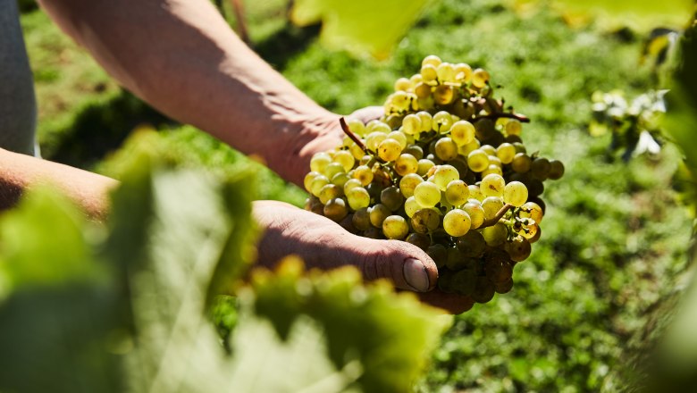 Trauben, © Weinviertel Tourismus / Michael Liebert Nahaufnahme von Händen, die eine Traube im Weinberg halten.