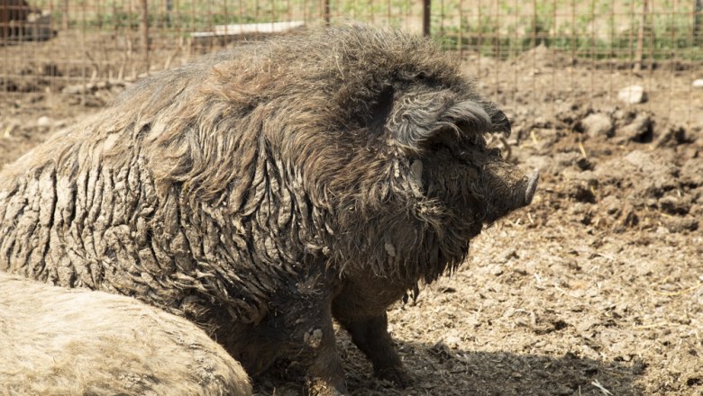 Mangalitsa pig, © Ben Leitner A Mangalitsa pig lies on a muddy floor in an enclosure.