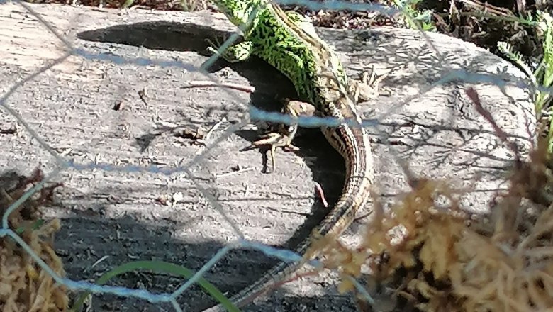 Eidechse bei LUNA, © LUNA Frauenprojekt Eine grüne Eidechse sonnt sich auf einem Holzstück hinter einem Drahtzaun.
