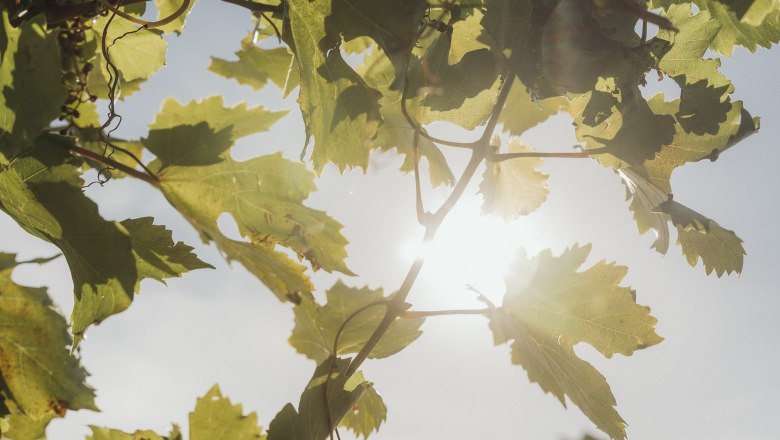 Weinlaub, © Weinviertel Tourismus / Sophie Menegaldo Weinlaub im Sonnenlicht mit blauem Himmel im Hintergrund.