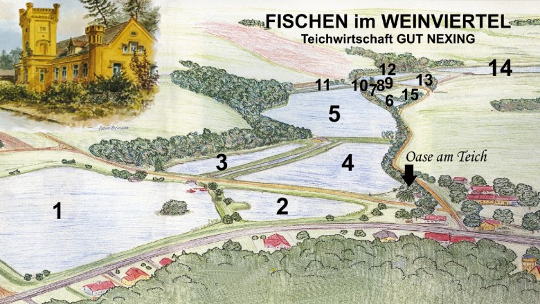 Teichplan, © Urani / Suhrada Illustration eines Teichplans mit nummerierten Bereichen und einem Gebäude im Weinviertel.