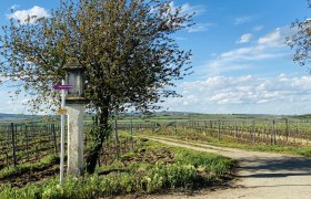 Kreuzung mit Marterl am Postweg, © Weinstraße Weinviertel Weinberglandschaft mit Wegweiser und Baum im Weinviertel, Österreich.