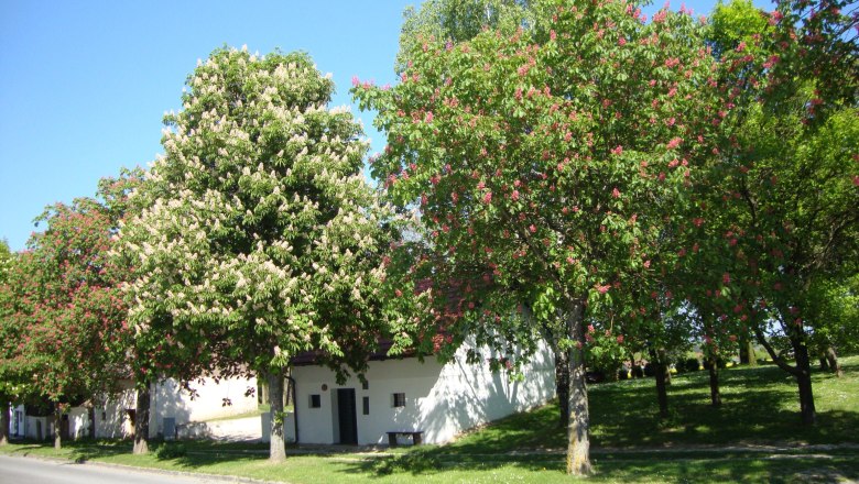 Wine cellar lane in Asparn/Zaya, © Sarer Blooming chestnut trees along a street in front of a white building.