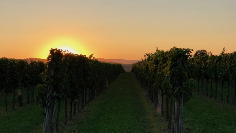 Weingarten, © Wichtl Ein Weingarten bei Sonnenuntergang mit Reihen von Weinreben.