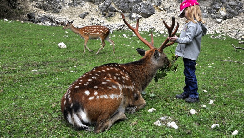 Ernstbrunn Wildlife Park, © Weinviertel Tourismus / Mandl A child feeds a sitting deer in Ernstbrunn Wildlife Park.