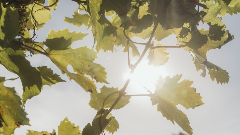 Weinlaub, © Weinviertel Tourismus / Sophie Menegaldo Weinlaub im Sonnenlicht mit blauem Himmel im Hintergrund.