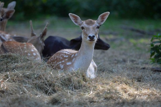 Rehe & Co im Wildpark Ernstbrunn, © Weinviertel Tourismus / www.pov.at Rehe & Co im Wildpark Ernstbrunn, © Weinviertel Tourismus / www.pov.at