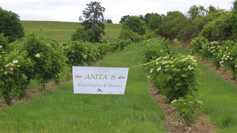 Holundersträucher, © Familie Zeilinger-Wagner Holundersträucher, © Familie Zeilinger-Wagner