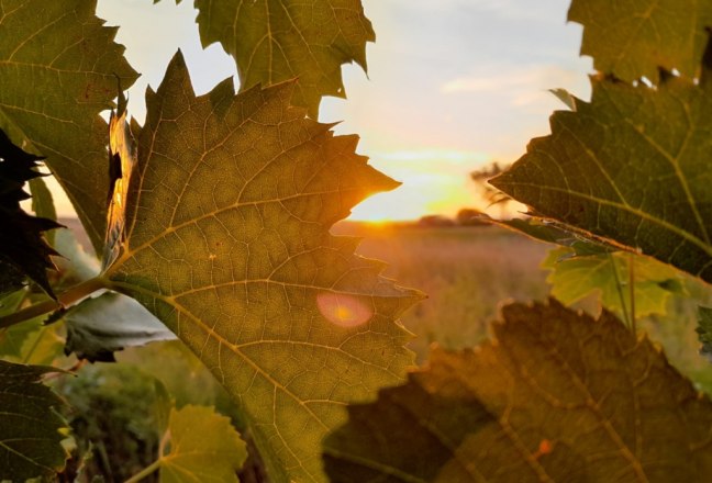 Sonnenuntergang im Weinviertel, © Horst Schuckert Sonnenuntergang im Weinviertel, © Horst Schuckert