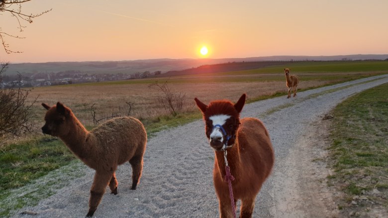 Alpaca hike, © Andreas Widhalm Three alpacas on a country lane at sunset.