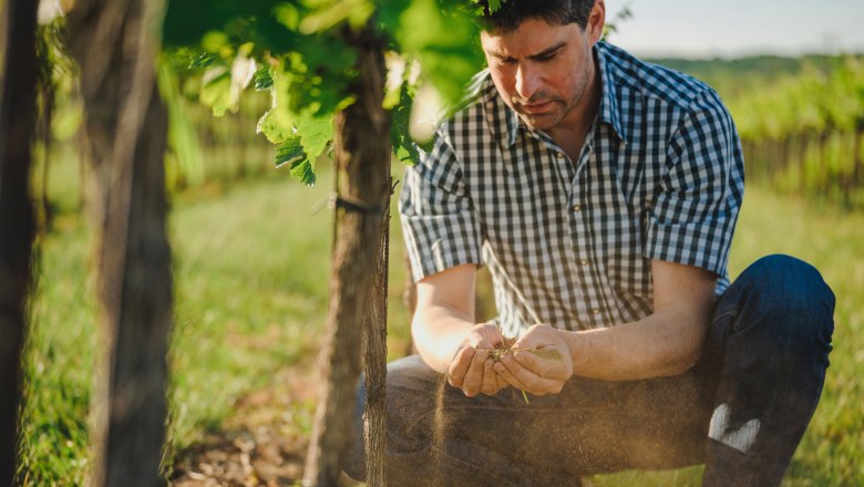 Winzer Manfred Heger, © Michael Reidinger Mann in kariertem Hemd untersucht Pflanzen in einem Weinberg.