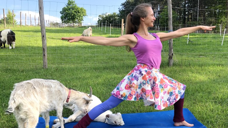 Yoga mit Ziegen, © Die Meckerei Frau macht Yoga-Pose auf Matte im Freien mit Ziegen um sie herum.