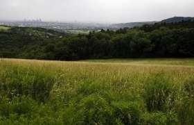 Ausblick vom Bisamberg, © LEADER-Region Weinviertel / Lahofer Blick auf eine grüne Wiese mit Wald im Hintergrund und einer Stadt in der Ferne.