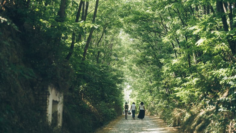 Wine cellar lane Radyweg, © Niederösterreich Werbung / Ian Ehm Three people walking along a tree-lined path in Poysdorf, Austria.