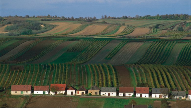 Wine cellar lane Großengersdorf, © Weinstraße Weinviertel Vineyards in the southern Weinviertel with small houses in the foreground.