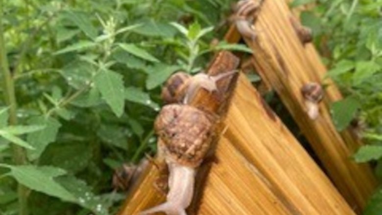 Im Schneckengehege, © Weinviertler Weinbergschnecke Im Schneckengehege, © Weinviertler Weinbergschnecke