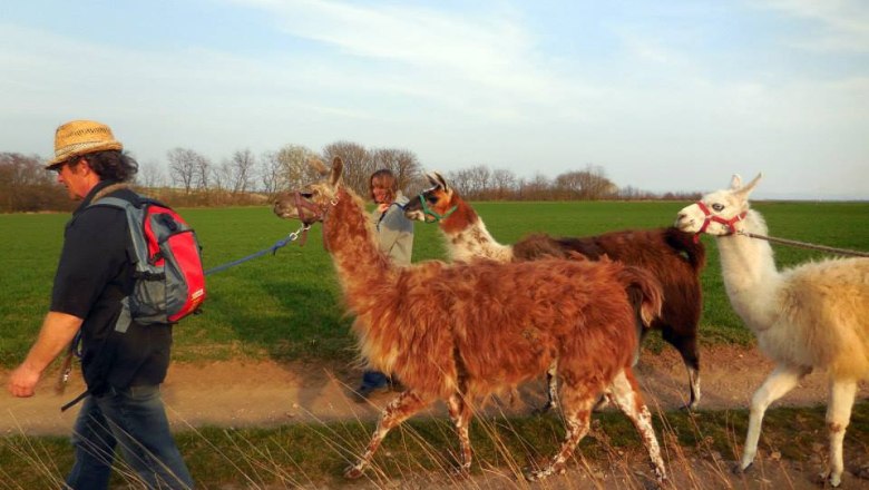 Schlupfwinkel Lamas, © Schlupfwinkel Lamas Menschen führen Lamas auf einem Feldweg spazieren.