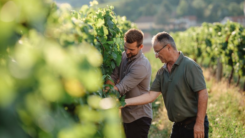 Michael und Herbert bei der Arbeit, © Michael Reidinger Zwei Männer inspizieren Weinreben in einem sonnigen Weinberg.