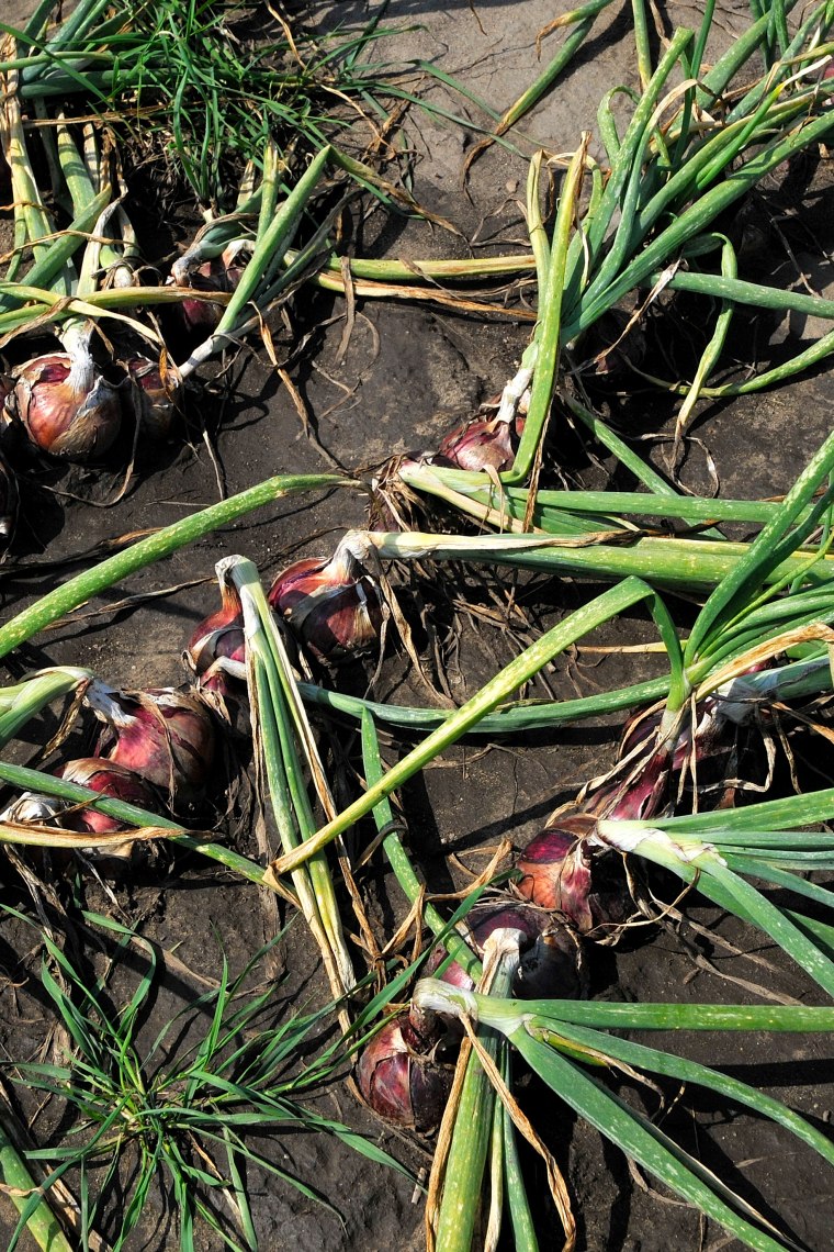 Zwiebel, © Weinviertel Tourismus / Mandl Zwiebel, © Weinviertel Tourismus / Mandl