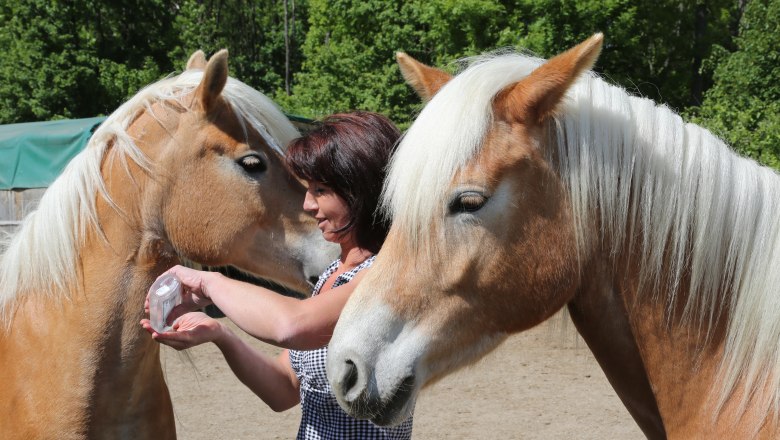 Liberty Ranch, © Liberty Ranch Eine Frau steht zwischen zwei Haflingerpferden und hält ein kleines Objekt in der Hand.