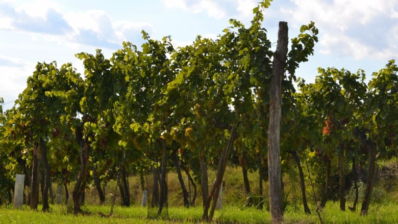 In the vineyard, © Hollinger Vines in the sunlight with a blue sky and clouds in the background.