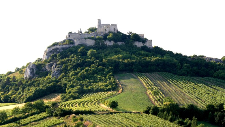 Burgruine Falkenstein, © Weinort Falkenstein Burgruine Falkenstein auf einem bewaldeten Hügel mit Weinbergen im Vordergrund.