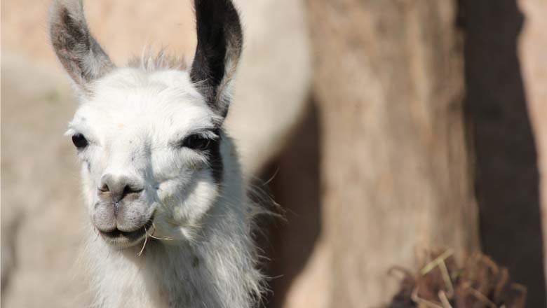 Lama Wiesn, © Ruth Trinkler Lama Wiesn, © Ruth Trinkler