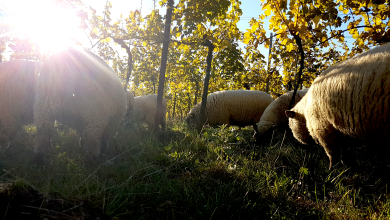 Sheep, © Zuschmann-Schöfmann Sheep grazing in a vineyard at sunset.