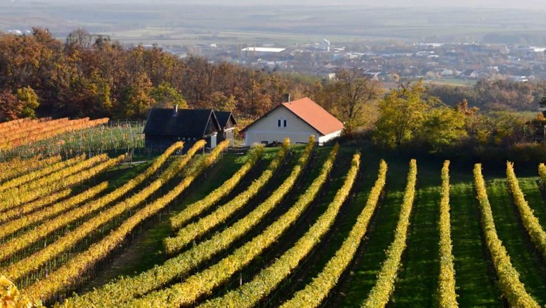 Altenberg outlook, © Cornelia Wurst Vineyards with yellow leaves and a small house in the background.