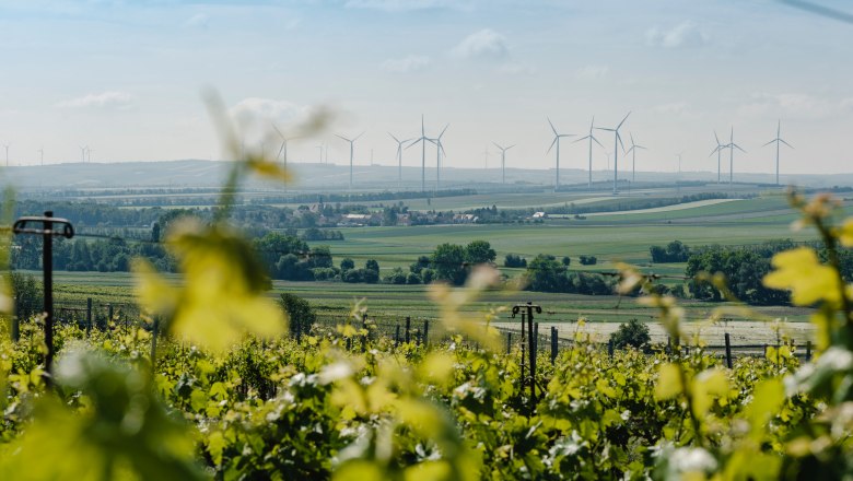Die Weinstadt Poysdorf, © Michael Reidinger Weinberge im Vordergrund, Windräder im Hintergrund auf einer hügeligen Landschaft.