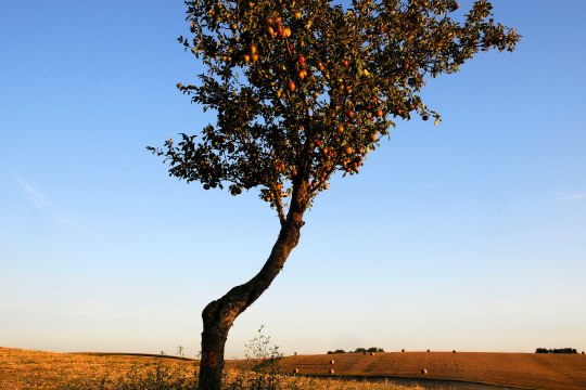 Saftige Früchte versüßen den Sommer ..., © Weinviertel Tourismus / Mandl Saftige Früchte versüßen den Sommer ..., © Weinviertel Tourismus / Mandl