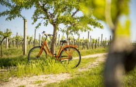 Radfahren im Weinviertel, © Weinviertel Tourismus GmbH / POV /Robert Herbst Ein orangefarbenes Fahrrad lehnt an einem Baum in einem Weinberg bei sonnigem Wetter.