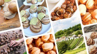 Weinviertler Weinbergschnecke, © Weinviertler Weinbergschnecke Weinviertler Weinbergschnecke, © Weinviertler Weinbergschnecke