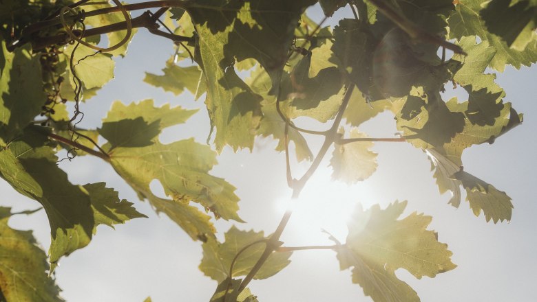 Vine leaves, © Weinviertel Tourismus / Sophie Menegaldo Sunlight shines through vine leaves in a vineyard.
