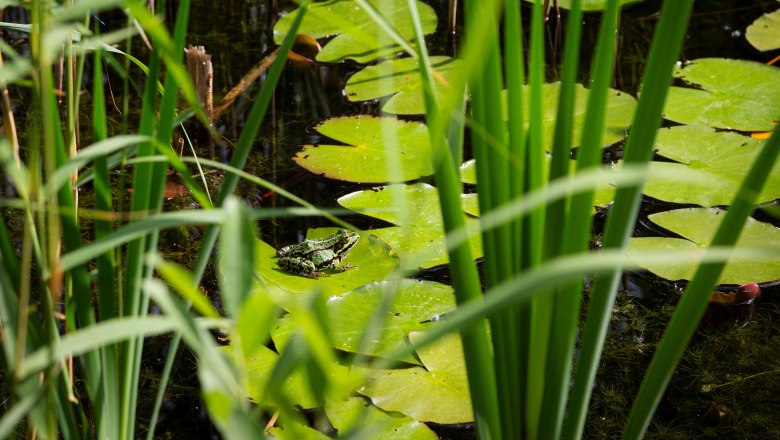 Schloss Orth an der Donau, © Barbara Elser Frosch im Teich