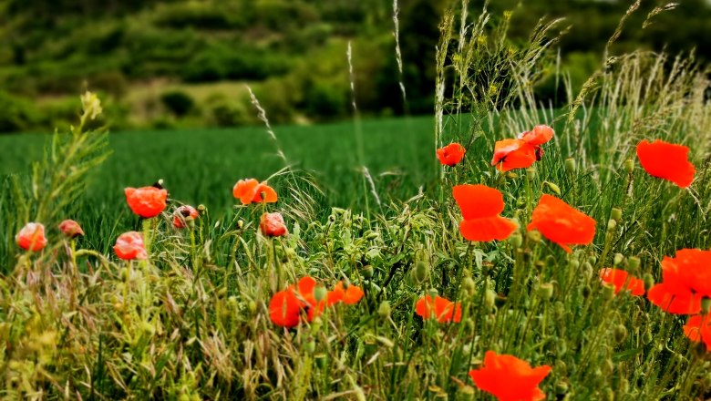 Hollenstein surroundings, © Weinstraße Weinviertel Red poppies in front of a green field and wooded hills.