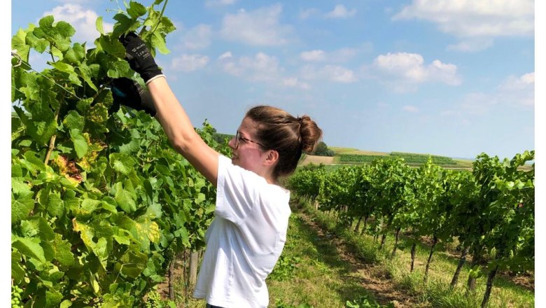 Weingartenarbeit, © Bioweingut Hörmann Frau arbeitet im Weingarten, schneidet Reben. Hund liegt im Gras. Blauer Himmel mit Wolken.