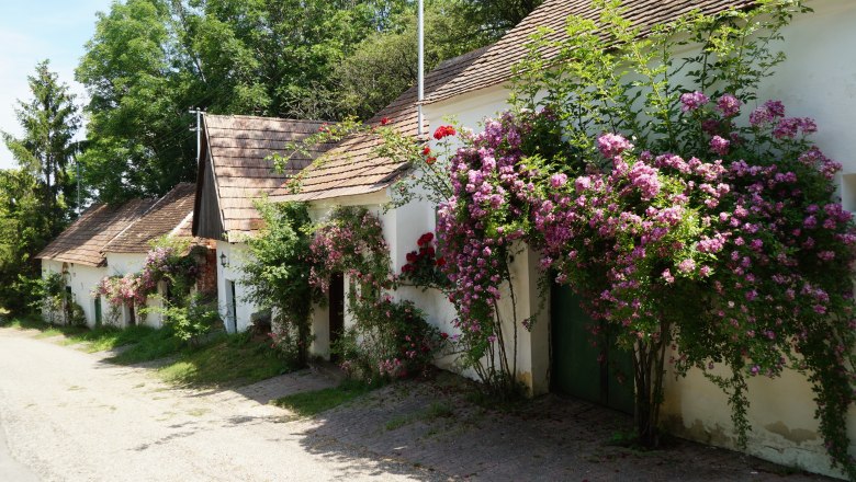 Kellergasse in Ameis, © Marktgemeinde Staatz Reihen von kleinen weißen Häusern mit blühenden Rosen an den Fassaden.