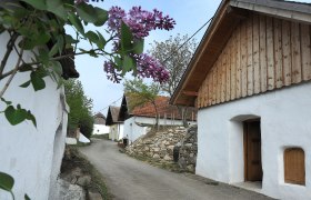 Öhlbergkellergasse, © Schleich Eine malerische Kellergasse mit weißen Presshäusern und blühendem Flieder im Vordergrund.